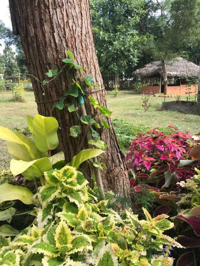 Peacock Resort Anurâdhapura Extérieur photo