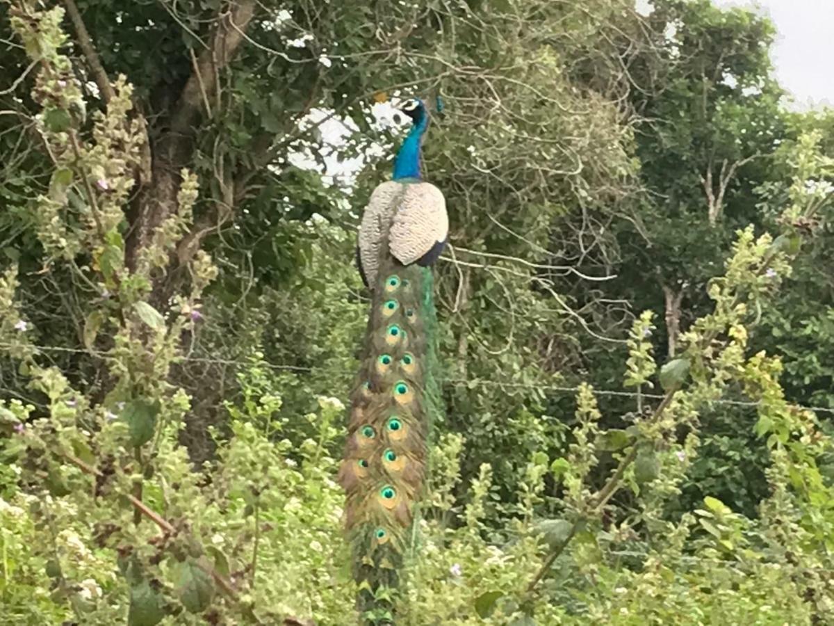 Peacock Resort Anurâdhapura Extérieur photo